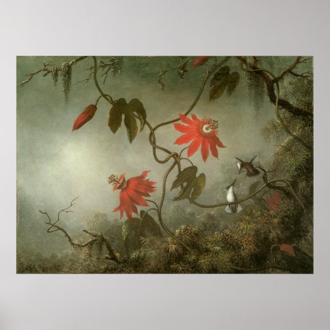 Passion Flowers och Hummingbird av Martin J Heade Poster (Framsidan)