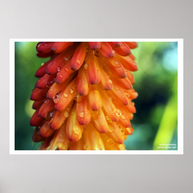 Passion, kreativitet, brand- en fet blomma i vår poster (Framsidan)