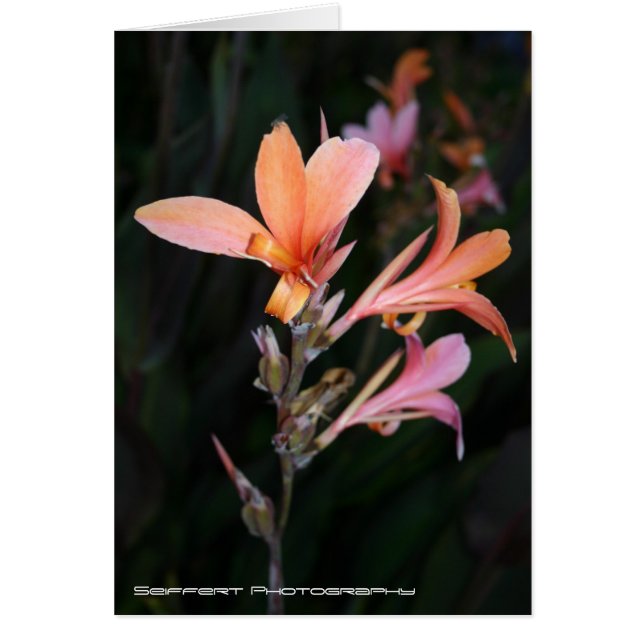 Passion OBS Kort (Framsidan)