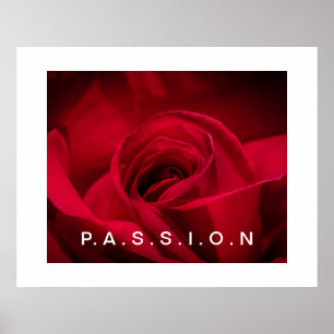 Passion Röd ros Poster