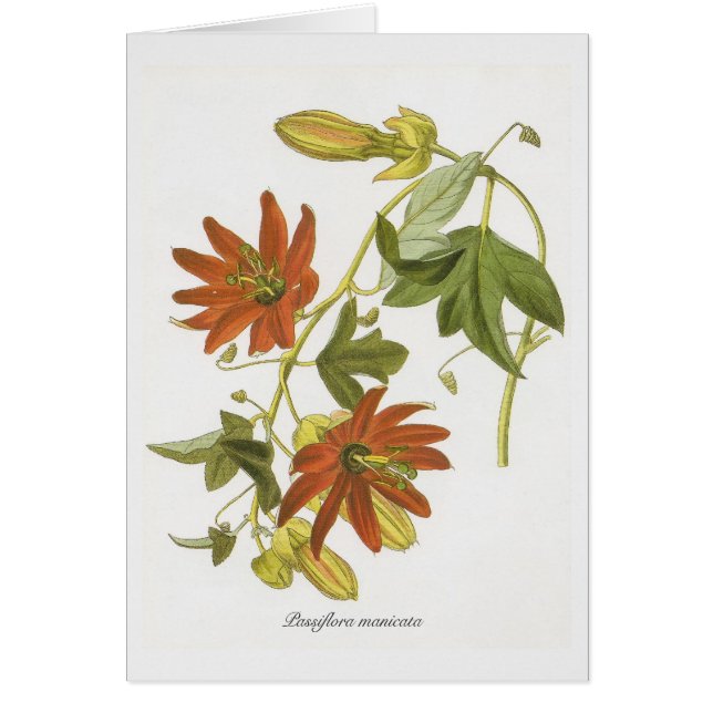 Passionblomma Hälsningskort (Framsidan)