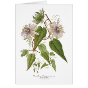 Passionblomma Hälsningskort