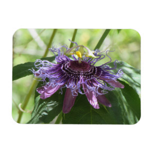 Passionblomma Magnet