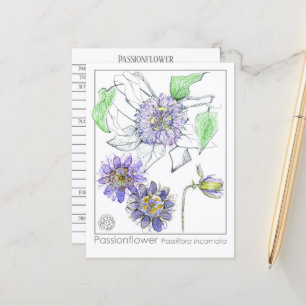 Passionblomma Materia Medica Herbal Study Card Vykort
