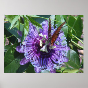 Passionblomma och fjäril poster