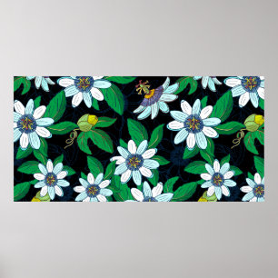 Passionblomma, passiflora mot svart bakgrund. F Poster