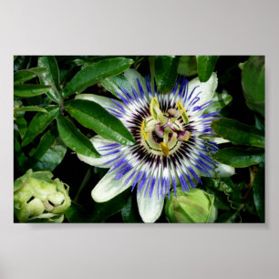Passionblomma~Print~ Poster