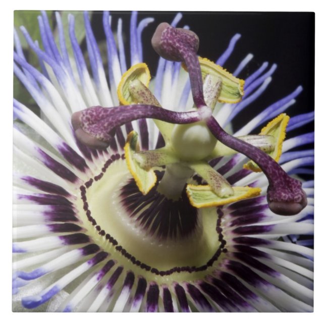 Passionblommans närhet (MR.) Kakelplatta (Framsidan)