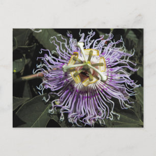 Passionblomstervykort Vykort