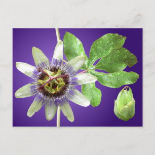Passionflowervykort Vykort