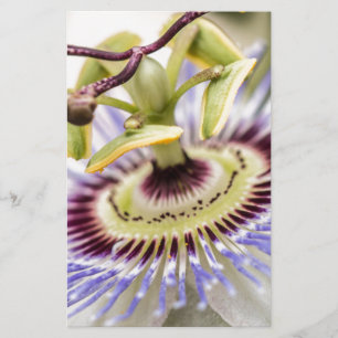 Passionsblomma
