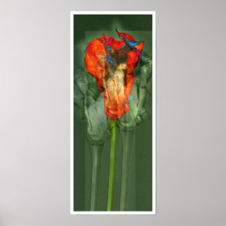 Passionsblomma #6 poster