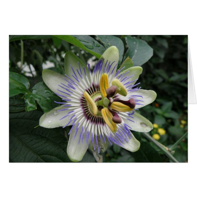 Passionsblomma Kort (Framsidan Horizontal)