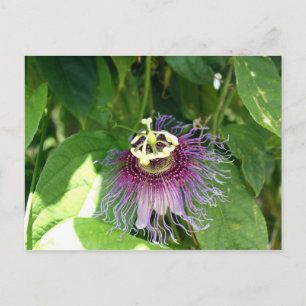 Passionsblomma - Lila Vykort