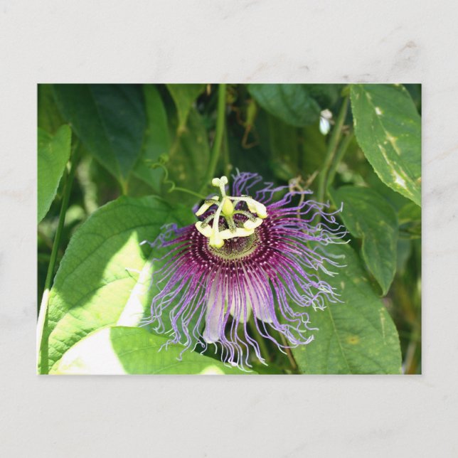 Passionsblomma - Lila Vykort (Framsida)