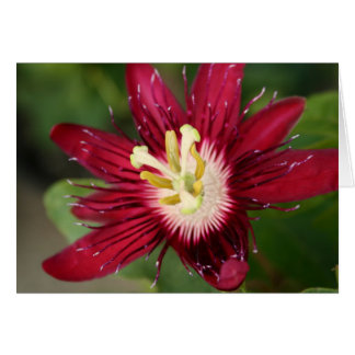 Passionsblomma OBS Kort