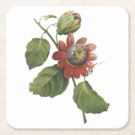 passionsblomma (Passiflora alata) av Redouté Underlägg Papper Kvadrat