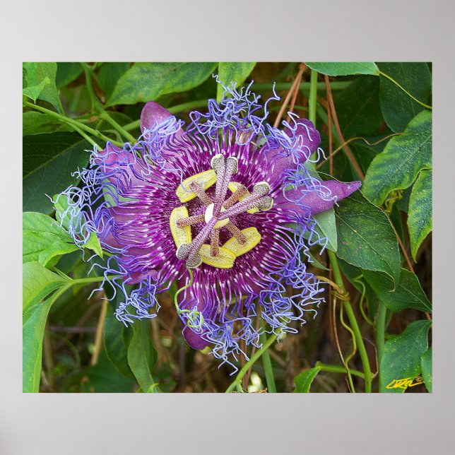 Passionsblomma Poster (Framsidan)