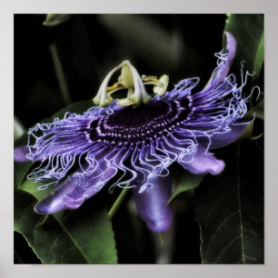 Passionsblomma Poster