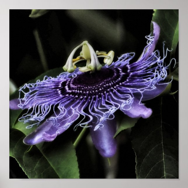 Passionsblomma Poster (Framsidan)