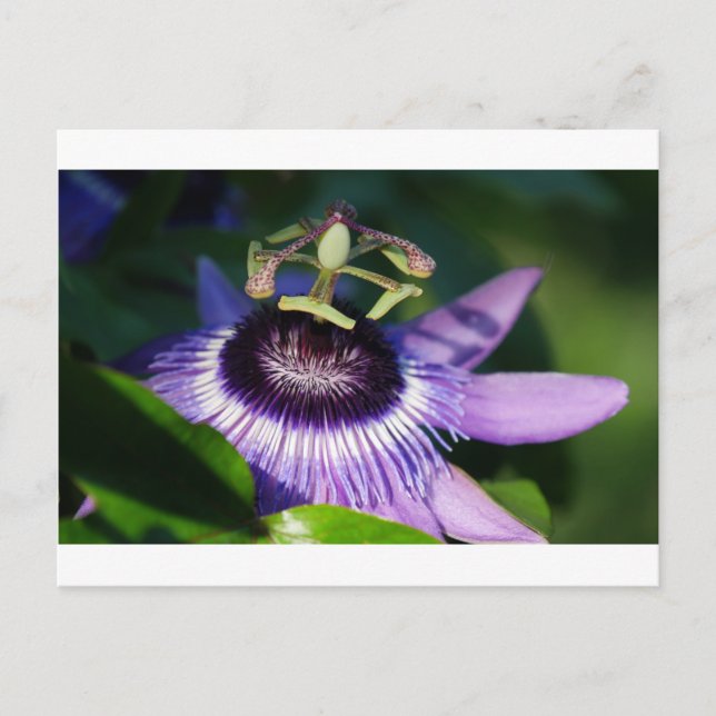 Passionsblomma Vykort (Framsida)