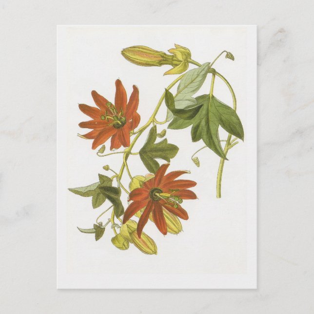 Passionsblomma Vykort (Framsida)