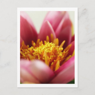 Passionsblomma Vykort