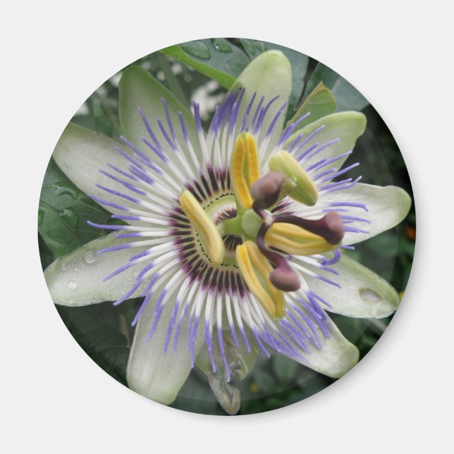 Passionsblommans magnet (Framsidan)