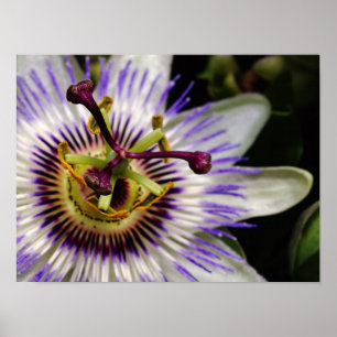 Passionsblommans Poster, 16X12 Poster
