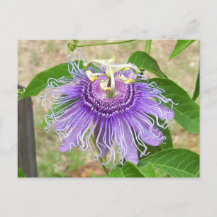 Passionsblommans vykort