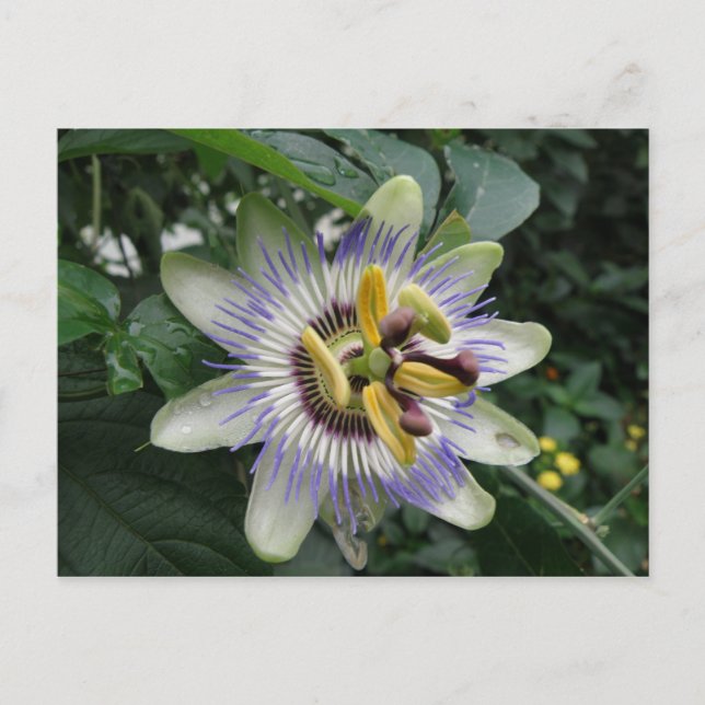 Passionsblommans vykort (Framsida)