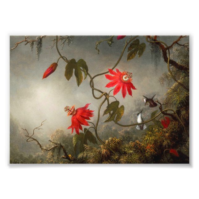 Passionsblommor med Hummingbird Heade Fototryck (Framsidan)