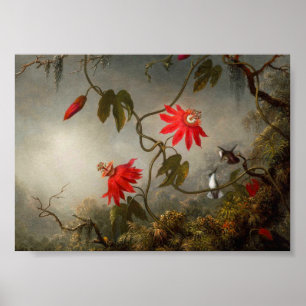 Passionsblommor med Hummingbird Heade Poster