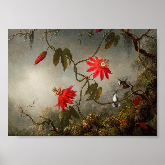 Passionsblommor med Hummingbird Heade Poster (Framsidan)