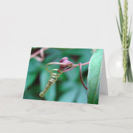 Passionsflora Kort