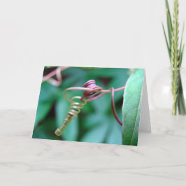 Passionsflora Kort