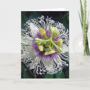 Passionsfrukt, Blommar Kort
