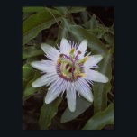 Passionsfruktsvinsten Poster<br><div class="desc">En Passionsfruktblomma,  spola gröntens löv. Också kallad May Pop.</div>