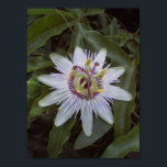 Passionsfruktsvinsten Poster<br><div class="desc">En Passionsfruktblomma,  spola gröntens löv. Också kallad May Pop.</div>