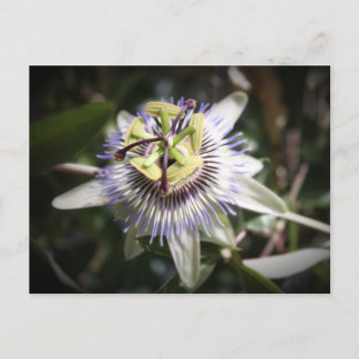 passiv flora, blomma, mylivisart vykort