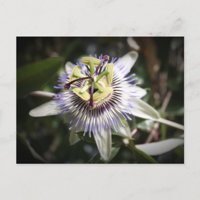 passiv flora, blomma, mylivisart vykort (Framsida)