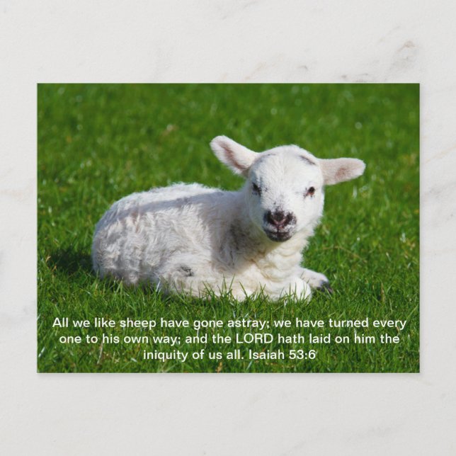 Passover Lamb, Isaiah 53 Vykort (Framsida)