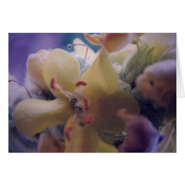 Pastel Flowers Hälsningskort (Framsidan Horizontal)