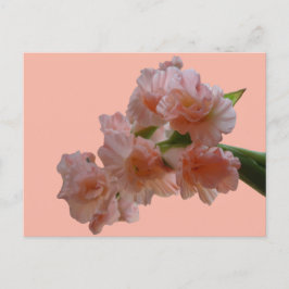 Pastel Gladioli Cust. BG Färg DIY-vykort Vykort