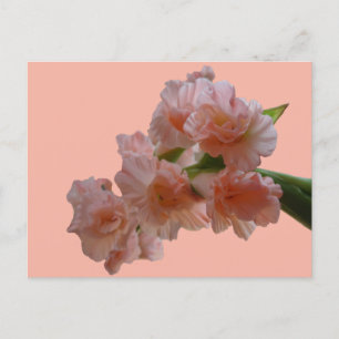 Pastel Gladioli Cust. BG Färg DIY-vykort Vykort