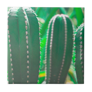 Pastel Grönt cactus plant löv Kakelplatta
