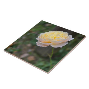 Pastel Gult Rosa ros Kakelplatta