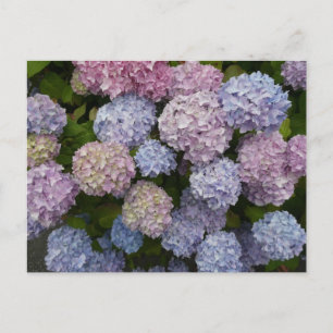 Pastel Hydrangea Flowers Close Up DIY Postcard Vykort