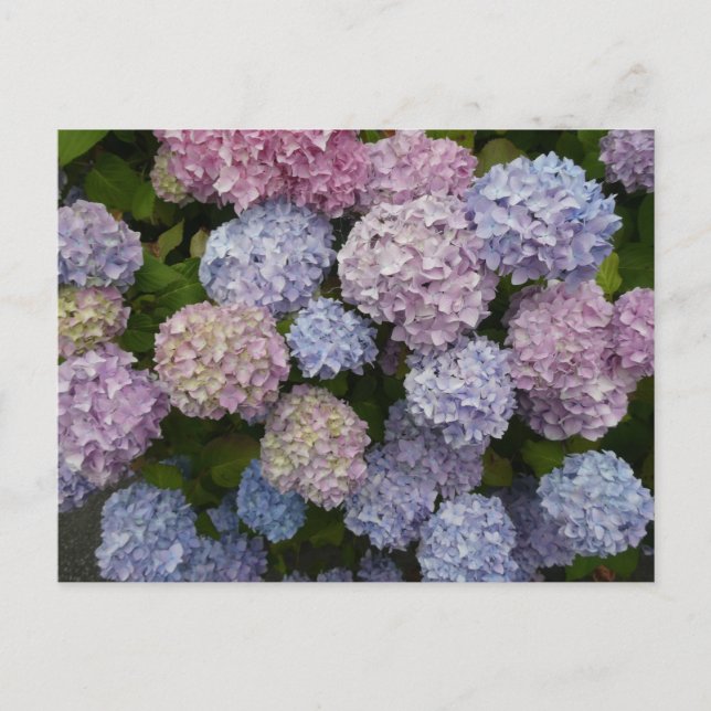 Pastel Hydrangea Flowers Close Up DIY Postcard Vykort (Framsida)