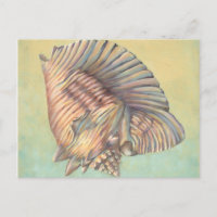 Pastel Large Conch-Snäcka